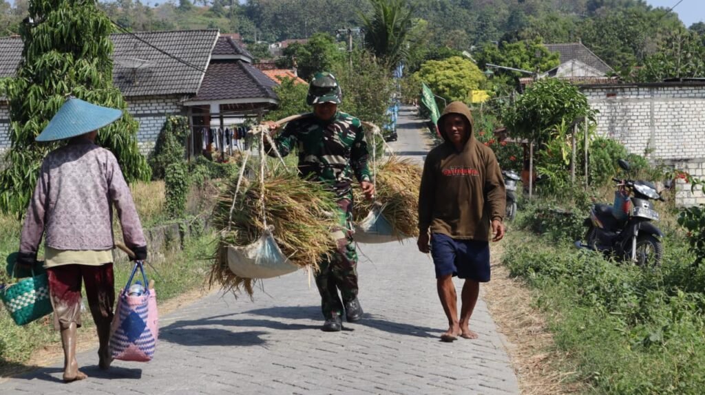 Warga Tlemang Sambut Gembira Gotong Royong TNI Saat Panen Padi Warga Tlemang Sambut Gembira Gotong Royong TNI Saat Panen Padi