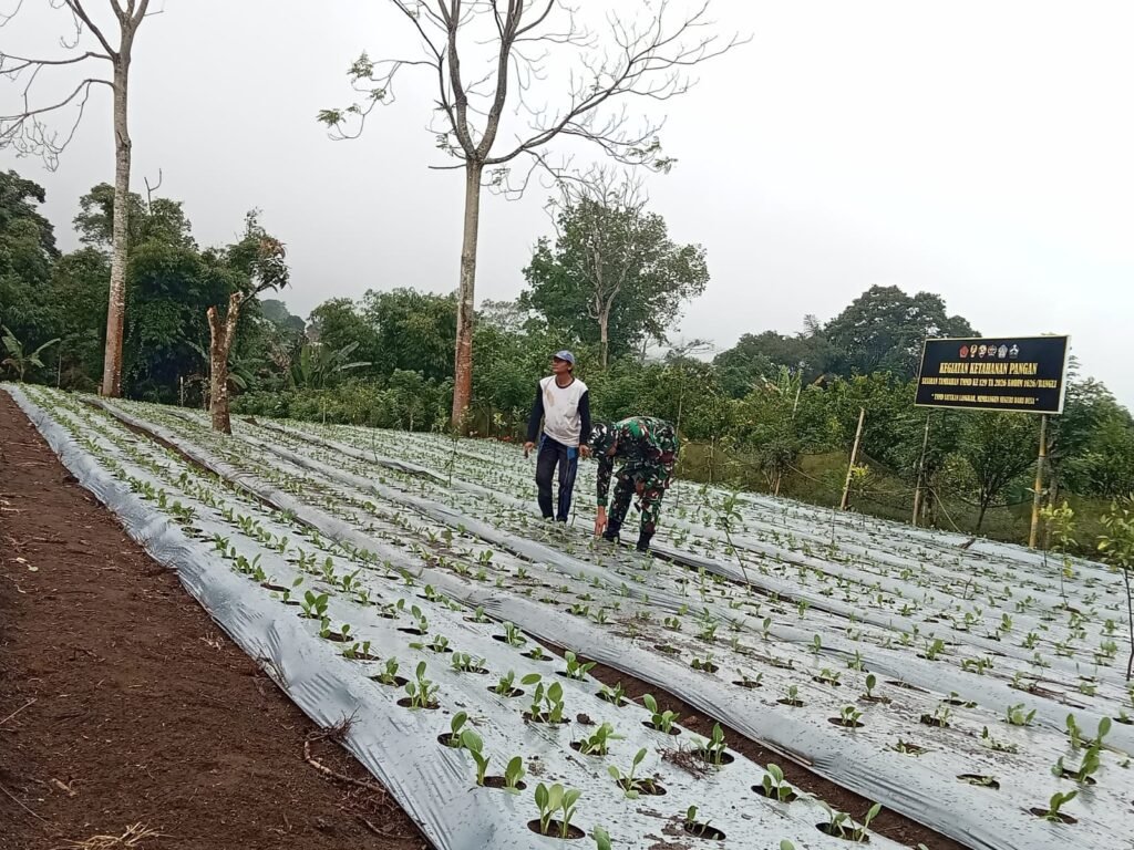 Satgas TMMD dan Warga Bersinergi Rawat Kebun Pakcoy di Desa Sekardadi Satgas TMMD dan Warga Bersinergi Rawat Kebun Pakcoy di Desa Sekardadi