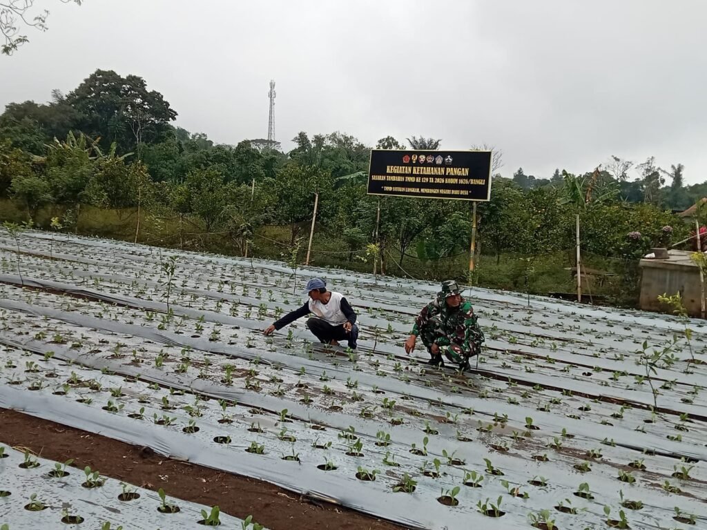 Sertu Budiarta Rutin Cek Tanaman Pakcoy Demi Sukseskan Program Ketahanan Pangan TMMD Sertu Budiarta Rutin Cek Tanaman Pakcoy Demi Sukseskan Program Ketahanan Pangan TMMD