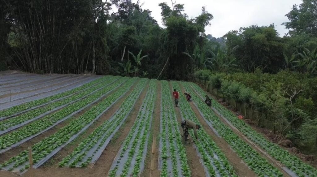 Lahan Warga Disulap Jadi Kebun Produktif, Pakcoy TMMD Ke-129 Kodim 1626/Bangli Tumbuh Subur Lahan Warga Disulap Jadi Kebun Produktif, Pakcoy TMMD Ke-129 Kodim 1626/Bangli Tumbuh Subur